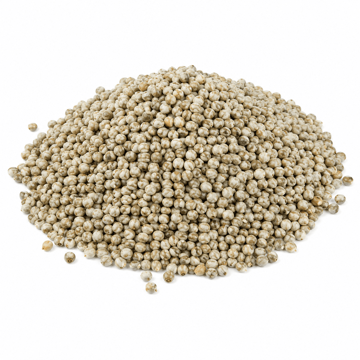 Premium Grade Bajra for Export