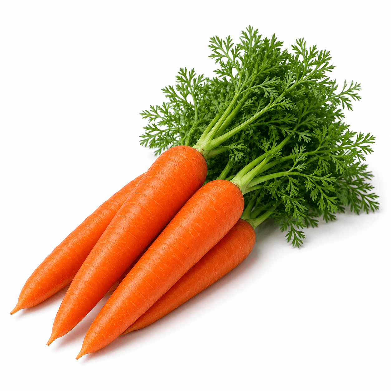 Premium Grade Carrot for Export